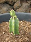: - Cereus fernambucensis