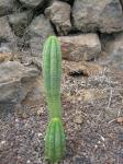 : - Echinopsis lageniformis