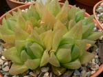 Bootsform-Haworthie-Haworthia cymbiformis