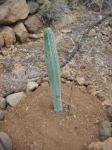 San Pedro - Echinopsis pachanoi