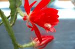 : - Disocactus ackermannii