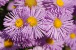 Feinstrahl-Aster - Erigeron speciosus