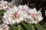 Rhododendron - Rhododendron calophytum