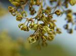 : - Arnicratea grahamii