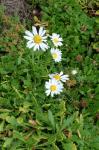 Fleischige Kanarenmargerite - Argyranthemum pinnatifidum