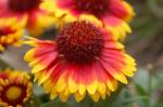Kokardenblume - Gaillardia grandiflora