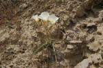 : - Calochortus ciscoensis
