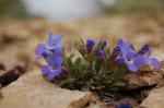: - Penstemon duchesnensis