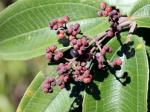 :-Acinodendron hirtellum