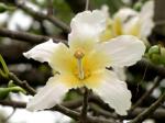 : - Ceiba glaziovii