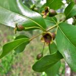 : - Psidium myrsinites