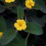 Damiana - Turnera diffusa