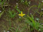 : - Hypoxis aurea