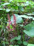 : - Corallorhiza maculata