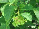 Amerikanische Haselnuss - Corylus americana