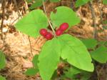 : - Lonicera canadensis