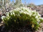 : - Arenaria hookeri