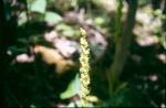 : - Platanthera hyperborea
