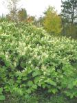 : - Polygonum cuspidatum