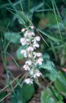 : - Pyrola elliptica