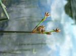 Gewöhnliche Teichbinse - Schoenoplectus acutus