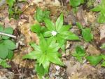 : - Trientalis borealis