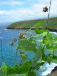 : - Abutilon incanum