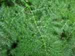 Feder-Spargel - Asparagus setaceus