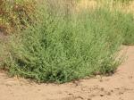 : - Bassia hyssopifolia
