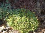 : - Bidens mauiensis