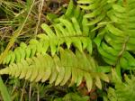 : - Blechnum appendiculatum