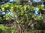 : - Broussaisia arguta