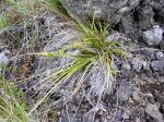 : - Carex wahuensis