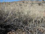 : - Chondrosum eriopodum