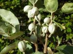 Silber-Ölweide - Elaeagnus commutata