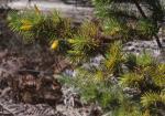 : - Astroloma pinifolium