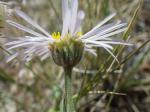 : - Erigeron caespitosus