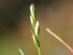 Dreizahn - Danthonia decumbens