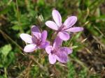 Drüsiger Reiherschnabel - Erodium lebelii