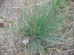 Haarblättriger Rot-Schwingel-Festuca trichophylla