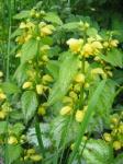 Gewöhnliche Goldnessel - Lamium galeobdolon subsp. argentatum