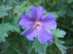 : - Geranium magnificum