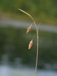 Schlamm-Segge - Carex limosa