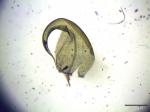 : - Drepanocladus aduncus var. intermedius
