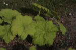 Tafelblatt - Astilboides tabularis
