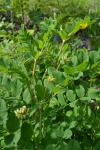 Bärenschote - Astragalus glycyphyllos