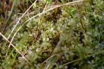 : - Cinclidium stygium