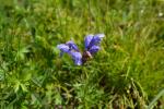 Nordischer Drachenkopf - Dracocephalum ruyschiana