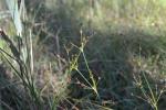 Alpen-Binse - Juncus alpinoarticulatus