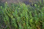 Salz-Milchkraut - Lysimachia maritima